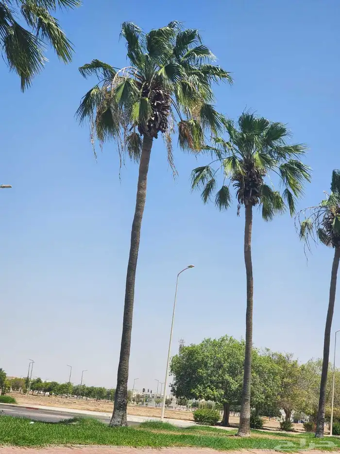 تكريب وتنضيف الشنطني والعربي في مناطق الرياض 0