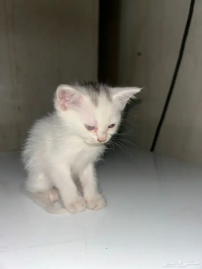 قطط للتبني عمر شهر و 3 اسابيع 8