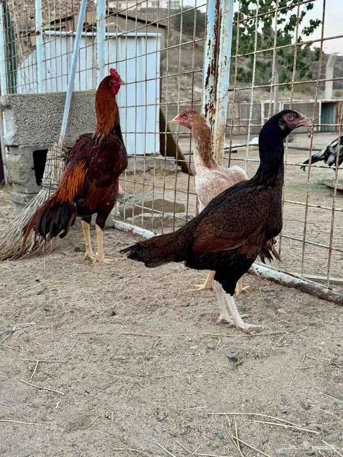 دجاج باكستاني 2