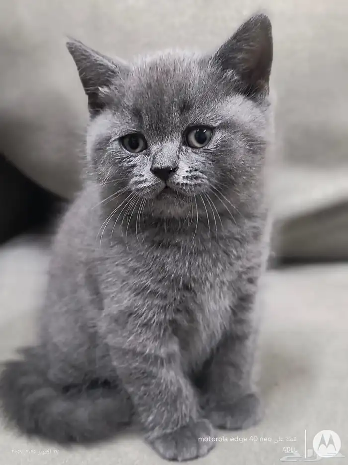 قط سكوتش ستريت للبيع 4