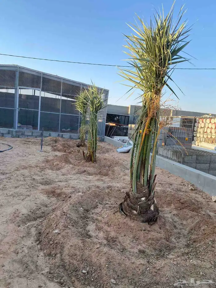 يوجد لدينا جميع انواع النخيل البيع توصيل لا جميع المنطق 1