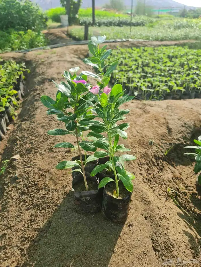 مشتل ابراهيم الزهراني لبيع الاشجار و الشتلات 0