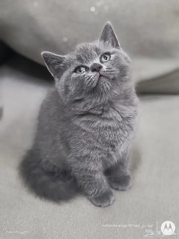 قط سكوتش ستريت للبيع 0