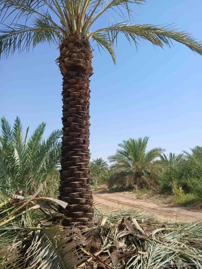 نخل مثمر نقايل واشنطني اخلاص سكري برحي صقعي شيشي هلالي 5