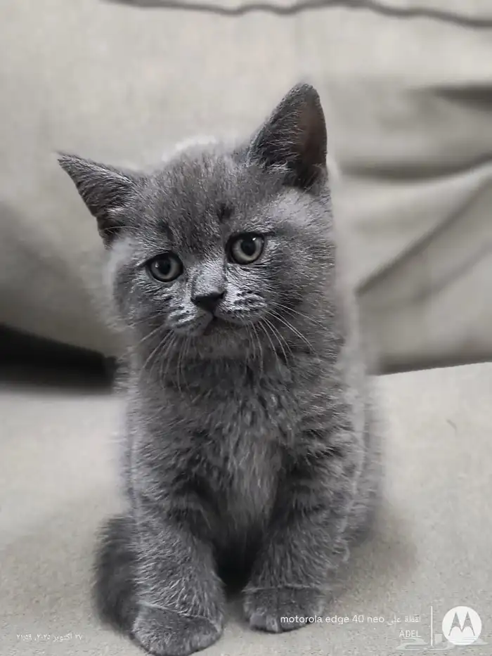 قط سكوتش ستريت للبيع 2