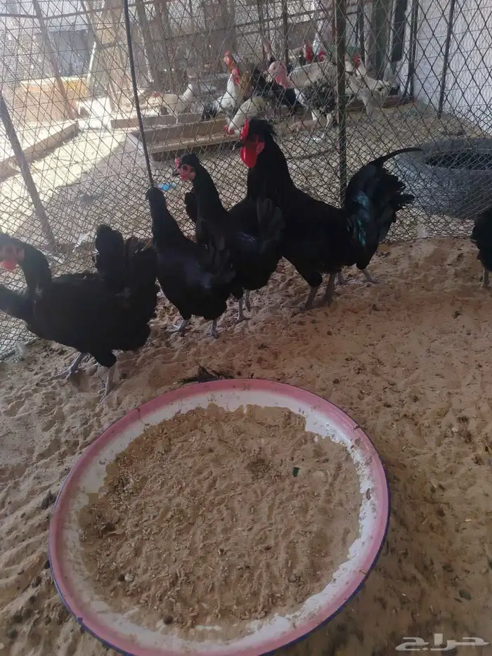 دجاج اسود صك لماع 1