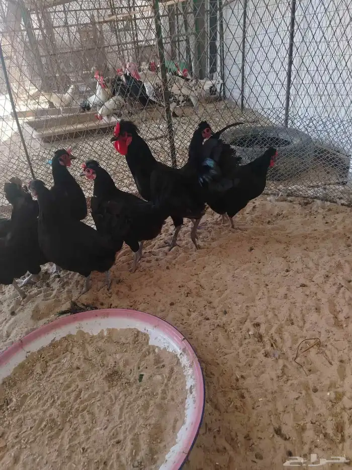 دجاج اسود صك لماع 0