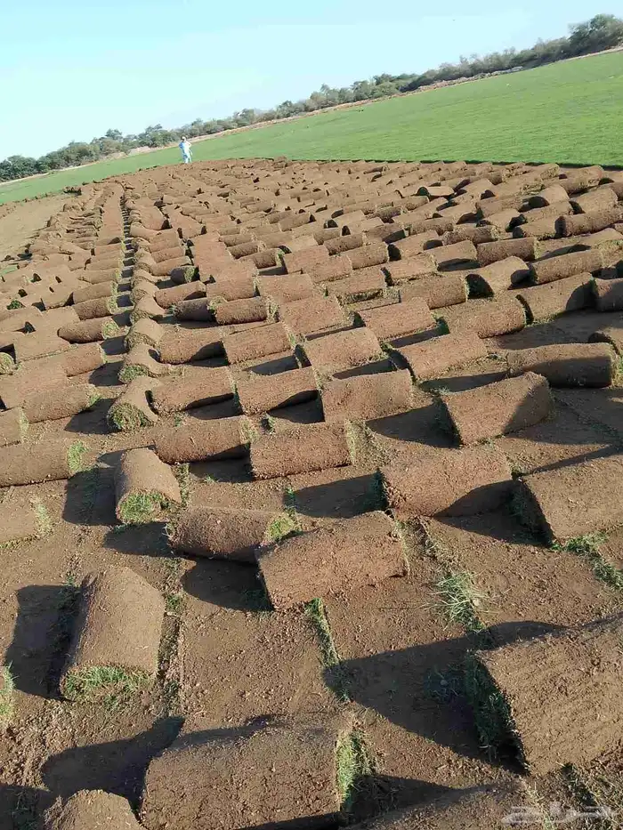 نجيل طبيعي 1