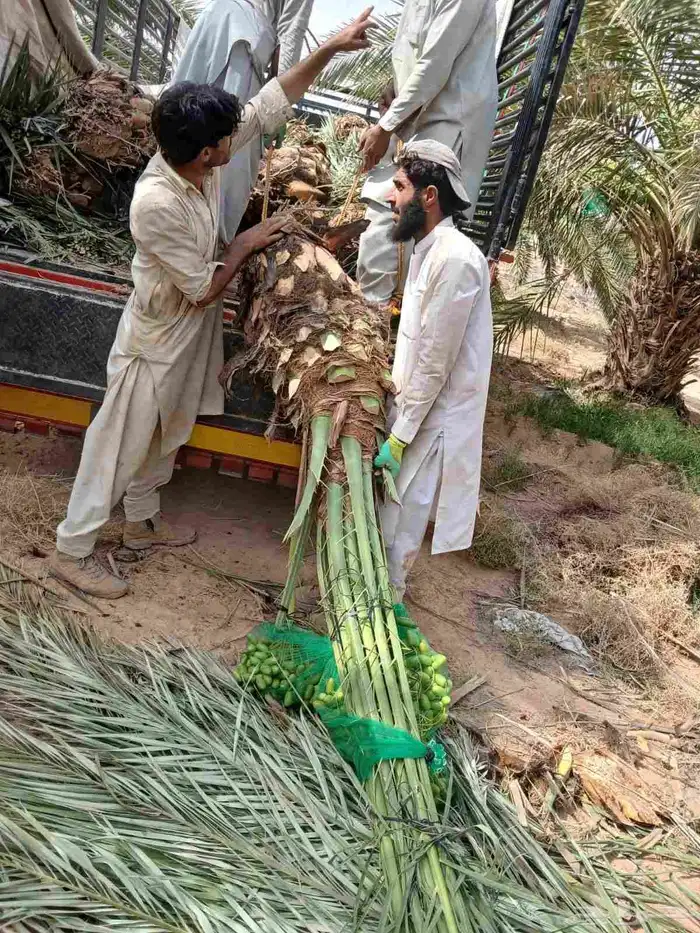 نخل مثمر نقايل واشنطني اخلاص سكري برحي صقعي شيشي هلالي 4