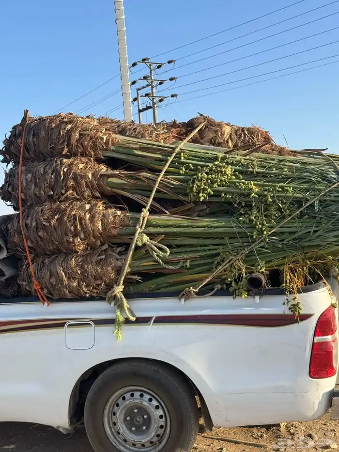 نخل للبيع طالع بتجاه تبوك بجميع مقاساته 0