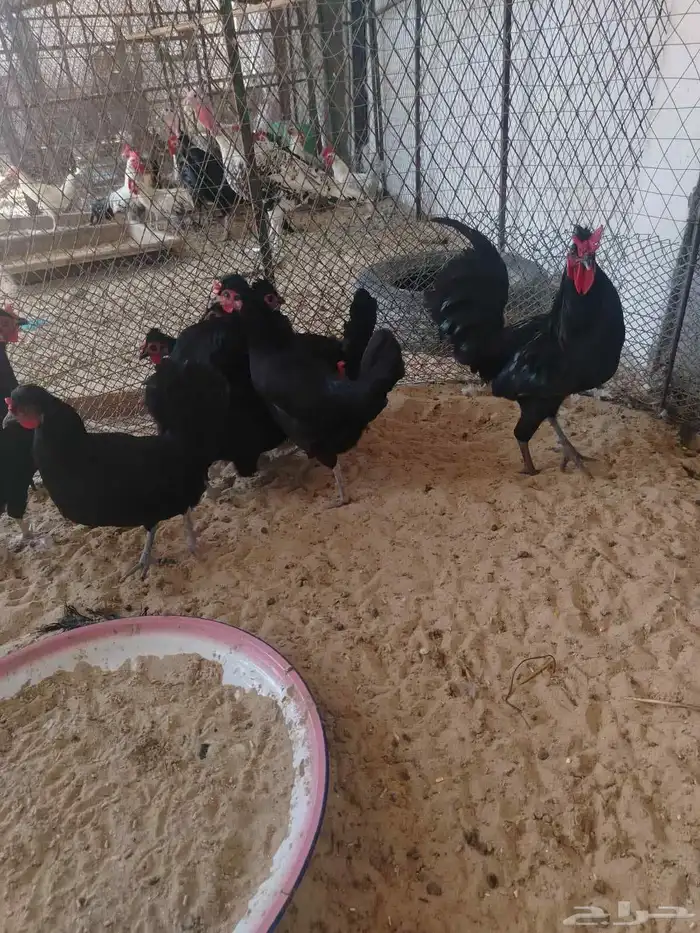 دجاج اسود صك لماع 2