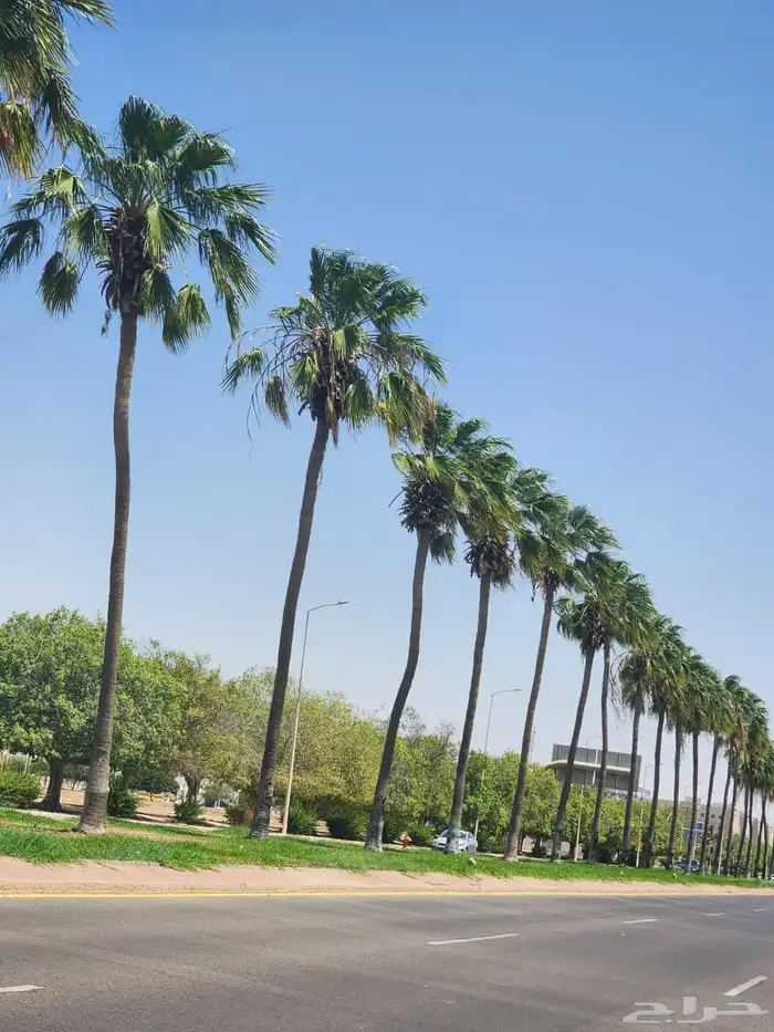 تكريب وتنضيف الشنطني والعربي في مناطق الرياض 1