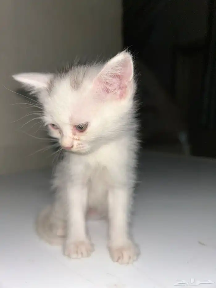 قطط للتبني عمر شهر و 3 اسابيع 5