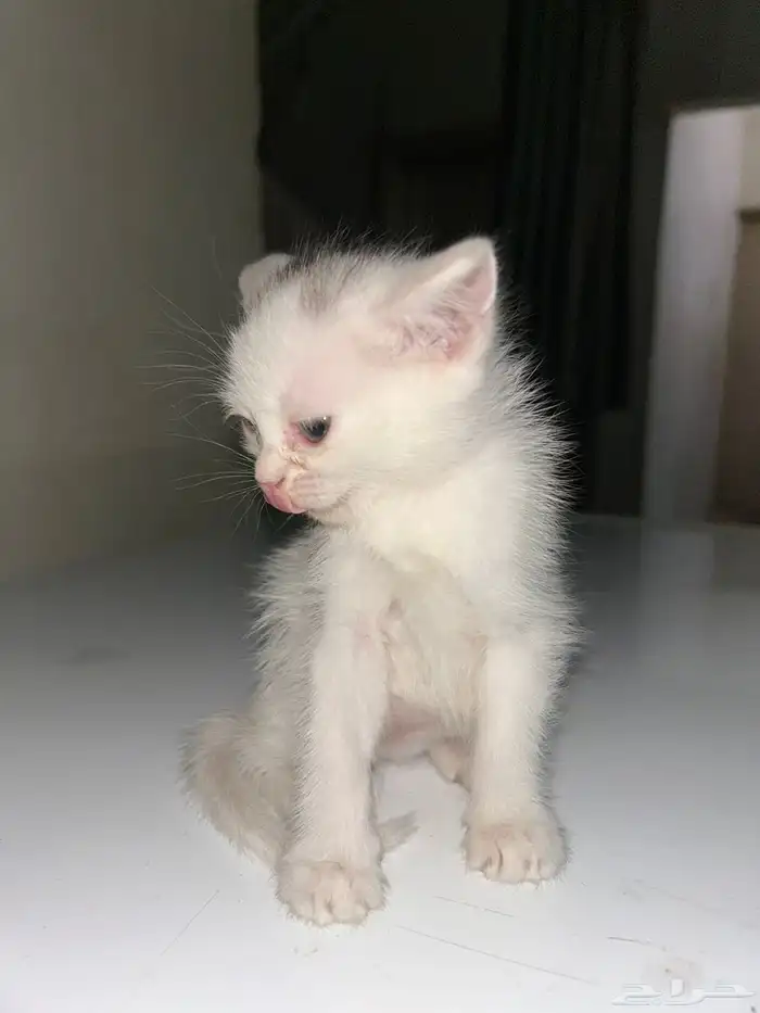 قطط للتبني عمر شهر و 3 اسابيع 4