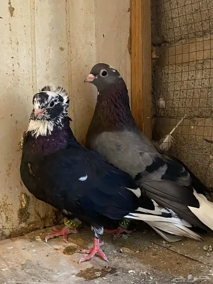 حمام قطيف 1