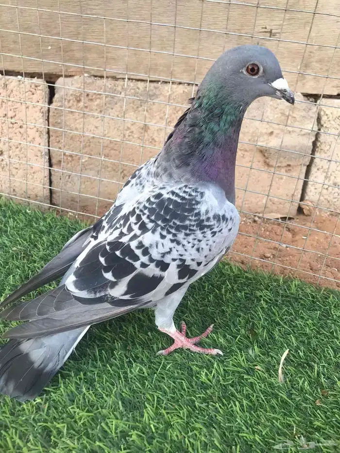 ذكر زاجل سباق 0