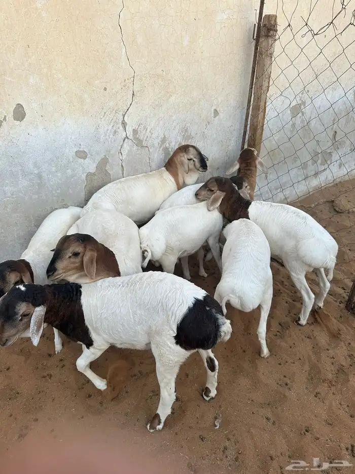 برابر للبيع هرافى 5