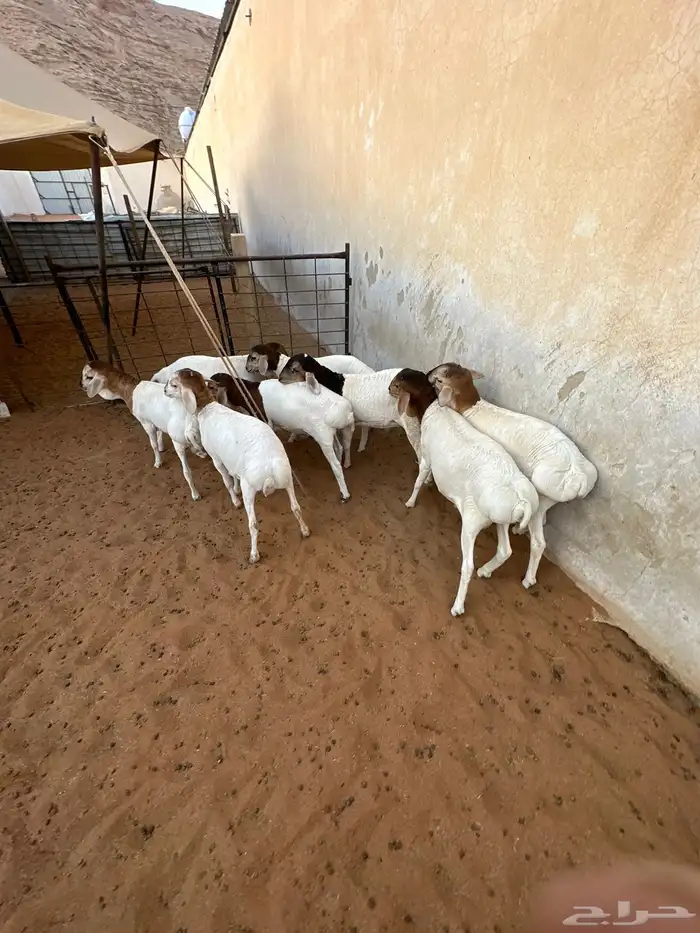 برابر للبيع هرافى 7