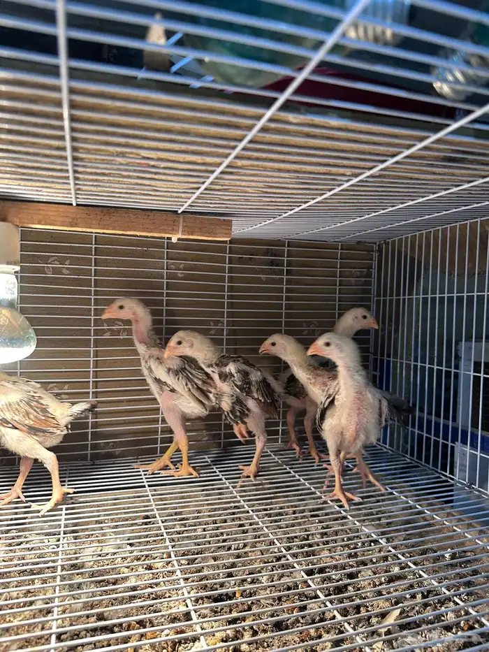 للبيع دجاج شامو ياباني فاخر 1