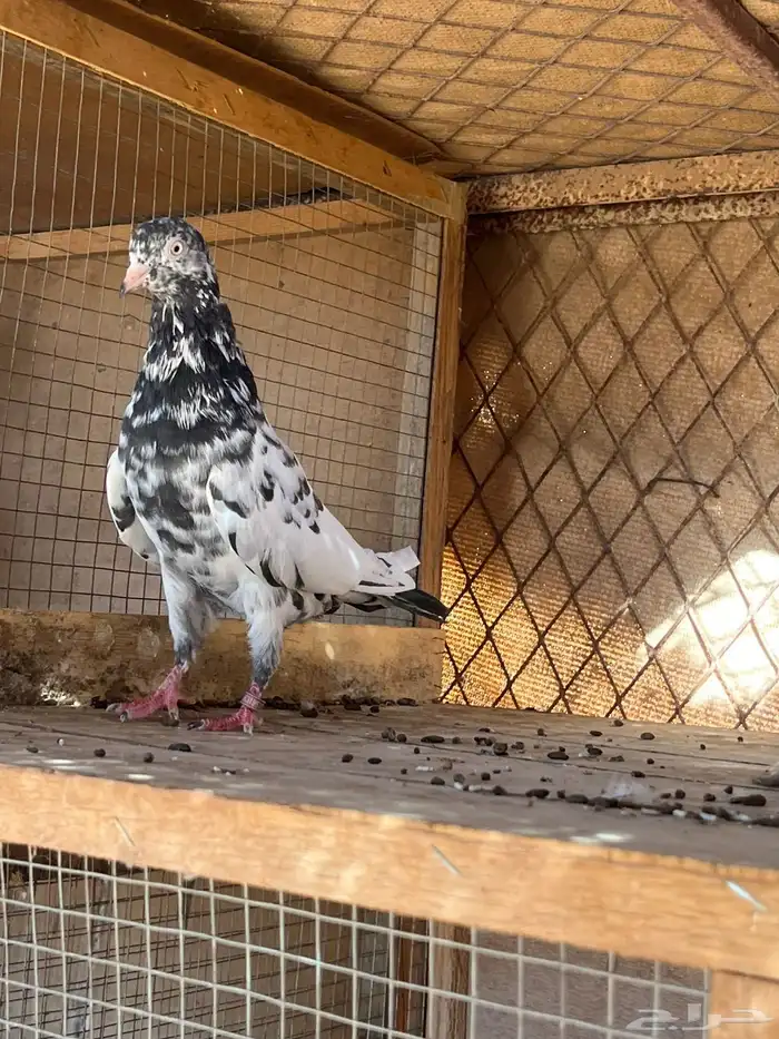 جوز باكستاني رام بوري زيرا 1