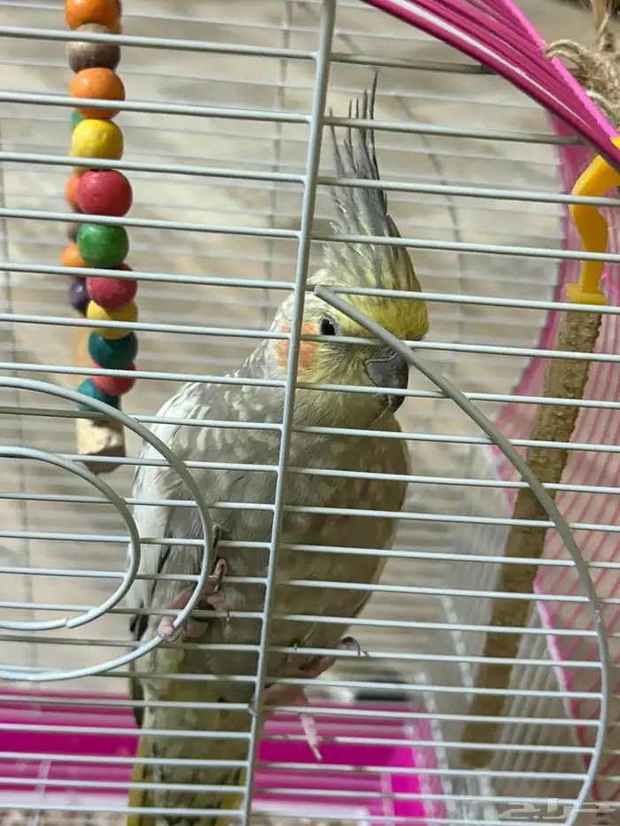 طير كيروان 0