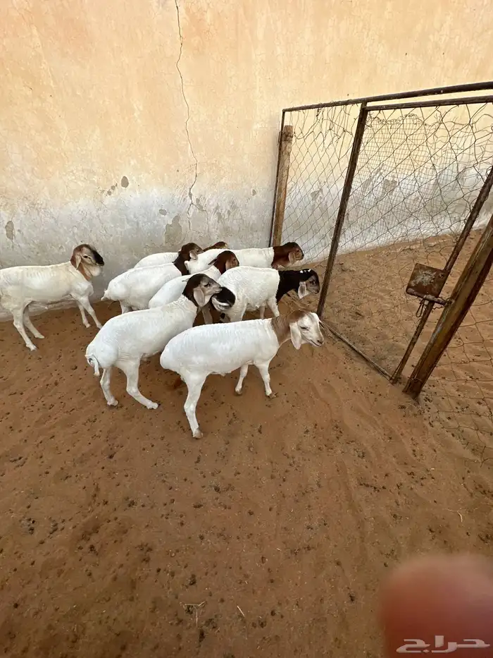 برابر للبيع هرافى 4