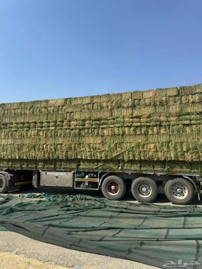 برسيم ميقوع 0