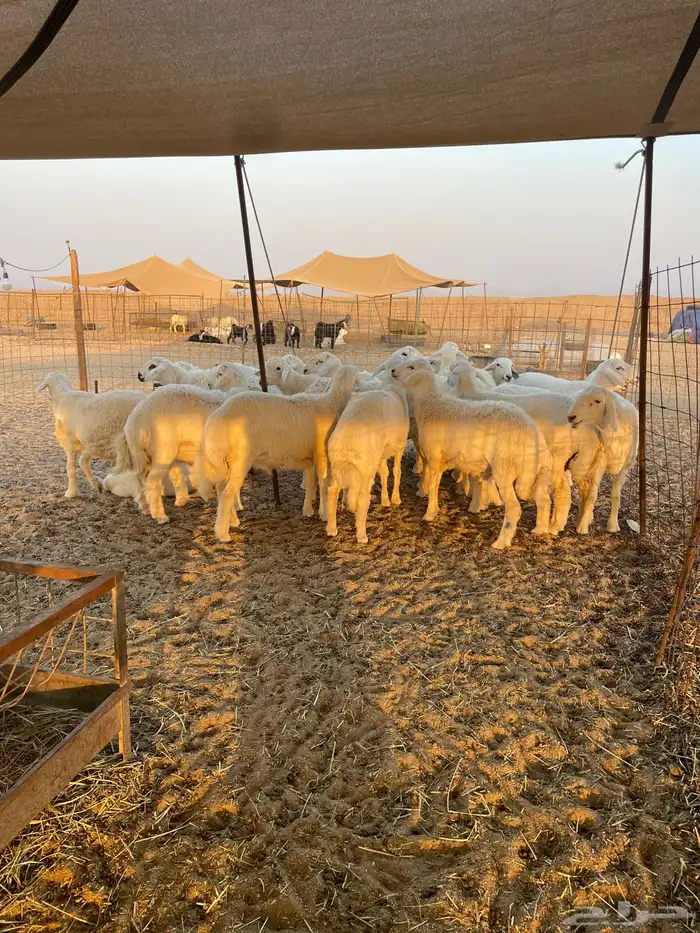 ذبايح حري زواج ذبائح مناسبات يوجد حجز وتوصيل اقل الاسعار 2