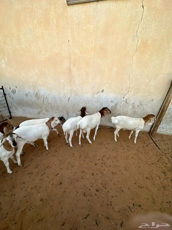 برابر للبيع هرافى 0