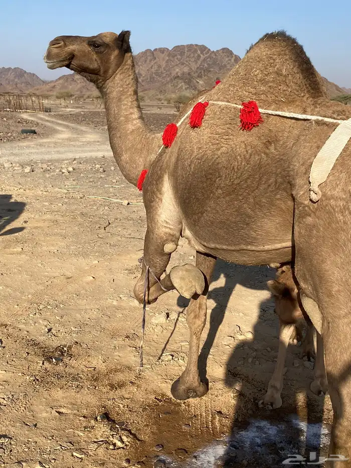 خلفه صفرا مجموع بالبن ب 11500 تم البيع 4