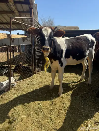 حسيلة المانيه للبيع 0