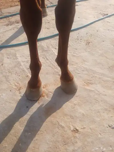 حصان انجليزي بدون اوراق index