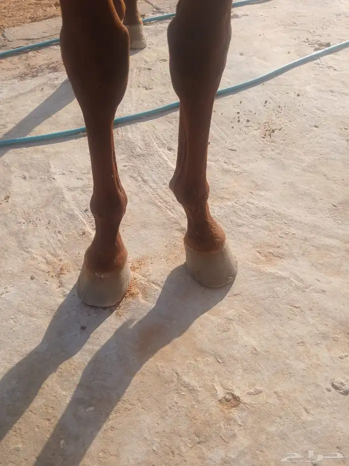 حصان انجليزي بدون اوراق 3