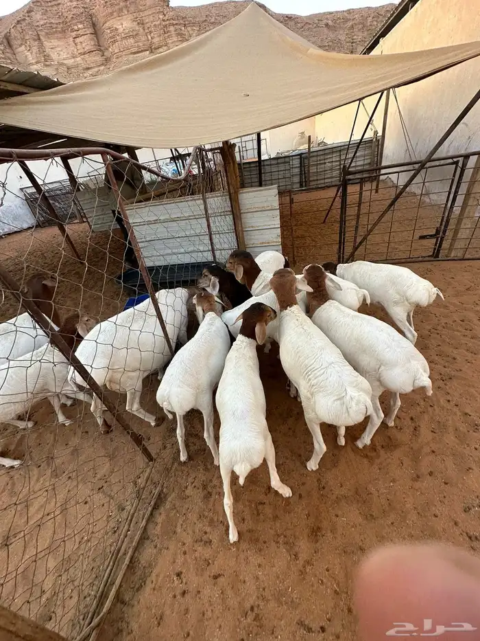 برابر للبيع هرافى 9