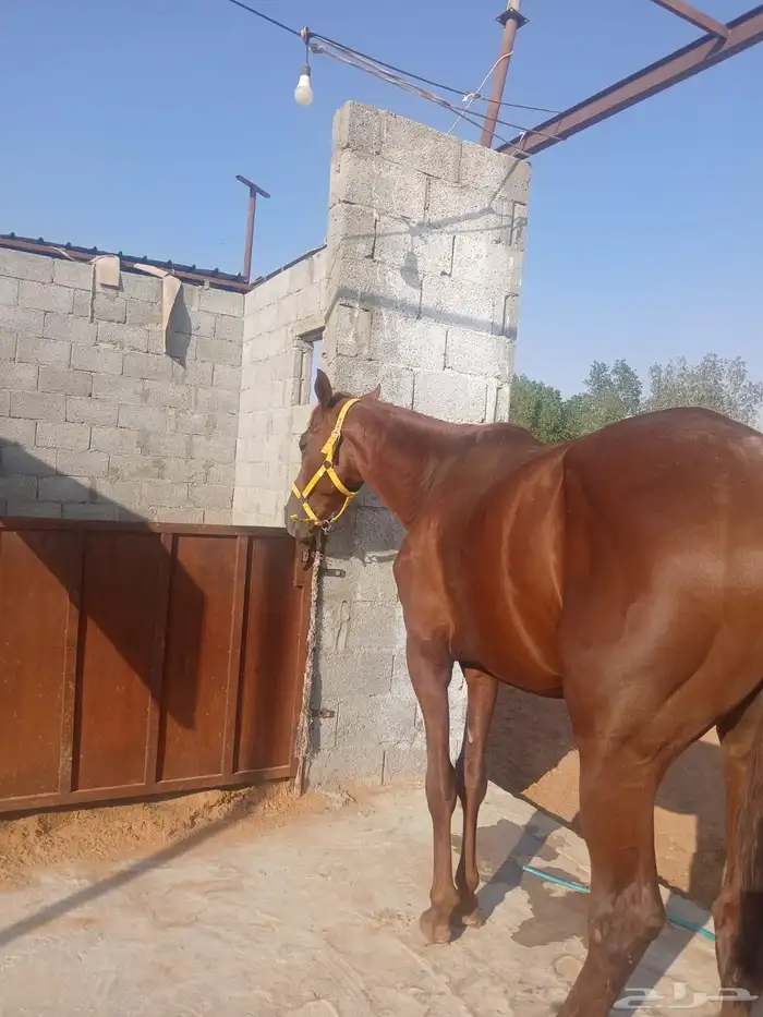 حصان انجليزي بدون اوراق 1