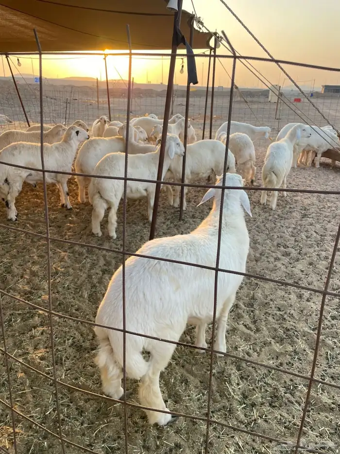 ذبايح حري زواج ذبائح مناسبات يوجد حجز وتوصيل اقل الاسعار 0