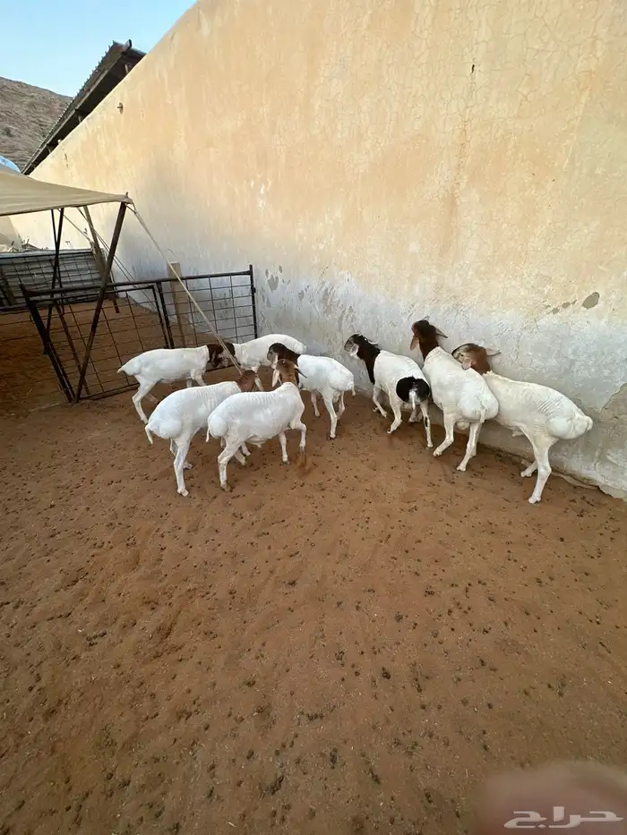 برابر للبيع هرافى 6