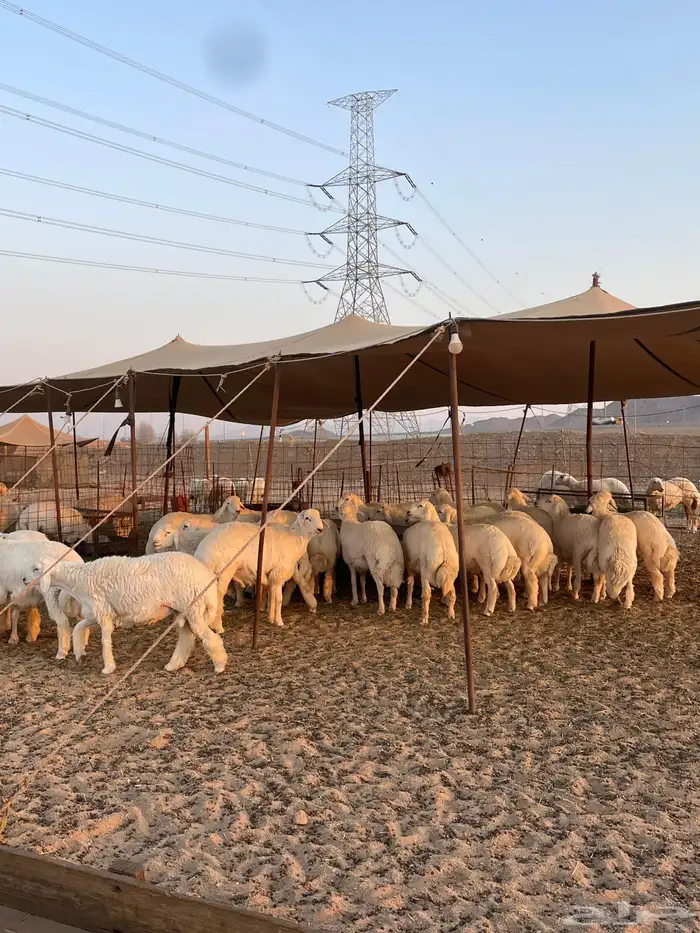 ذبايح حري زواج ذبائح مناسبات يوجد حجز وتوصيل اقل الاسعار 1