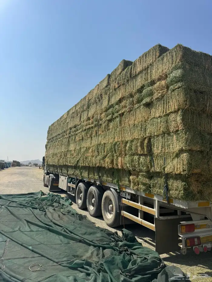 برسيم ميقوع 1