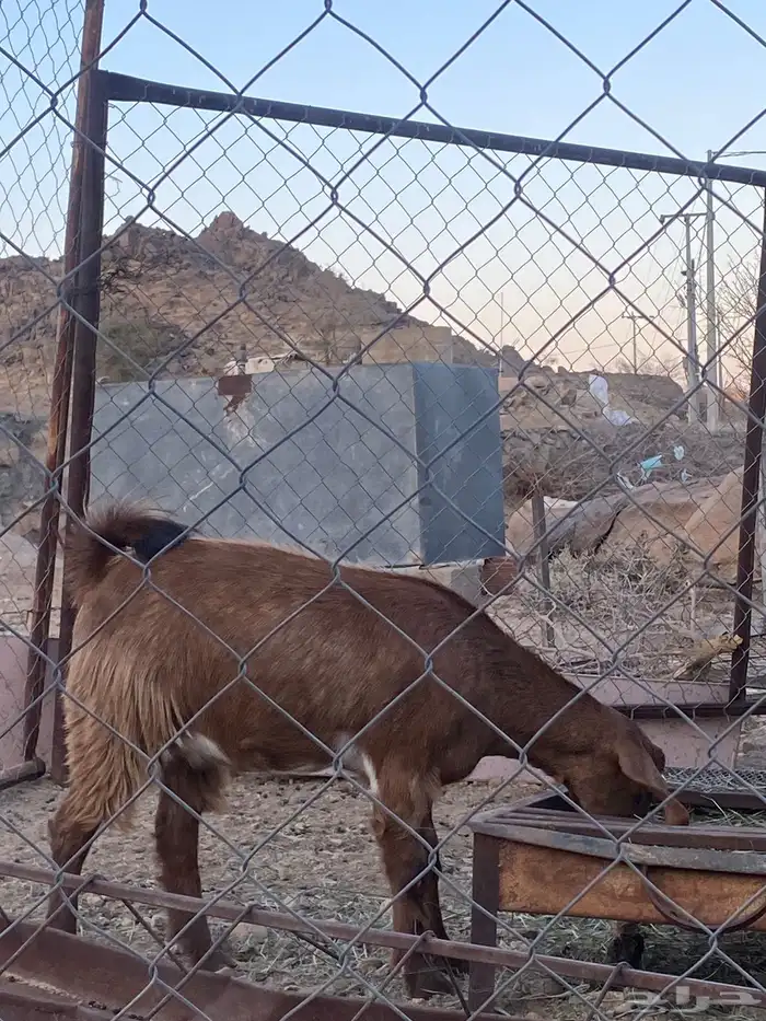 عرس 8 عنقان للبيع 4