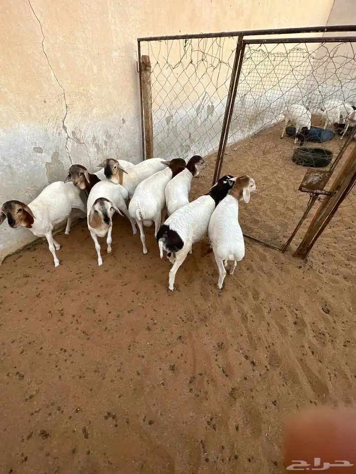 برابر للبيع هرافى 1