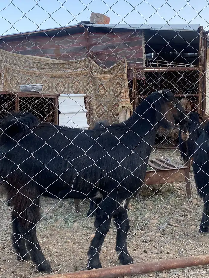 عرس 8 عنقان للبيع 5