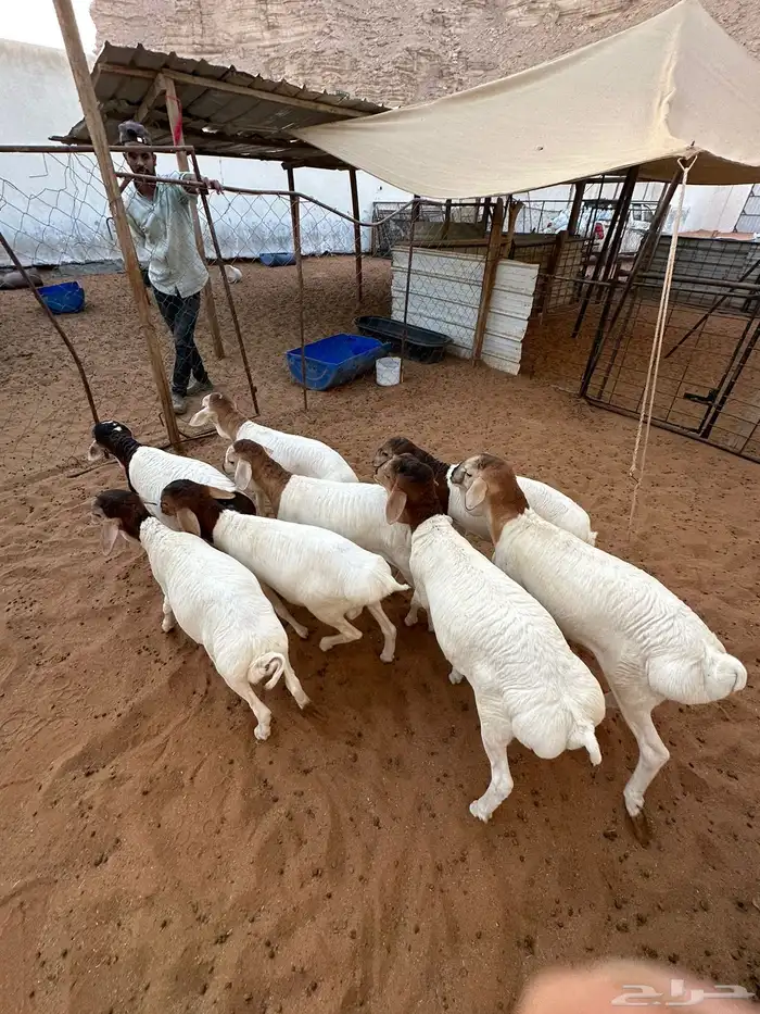 برابر للبيع هرافى 8