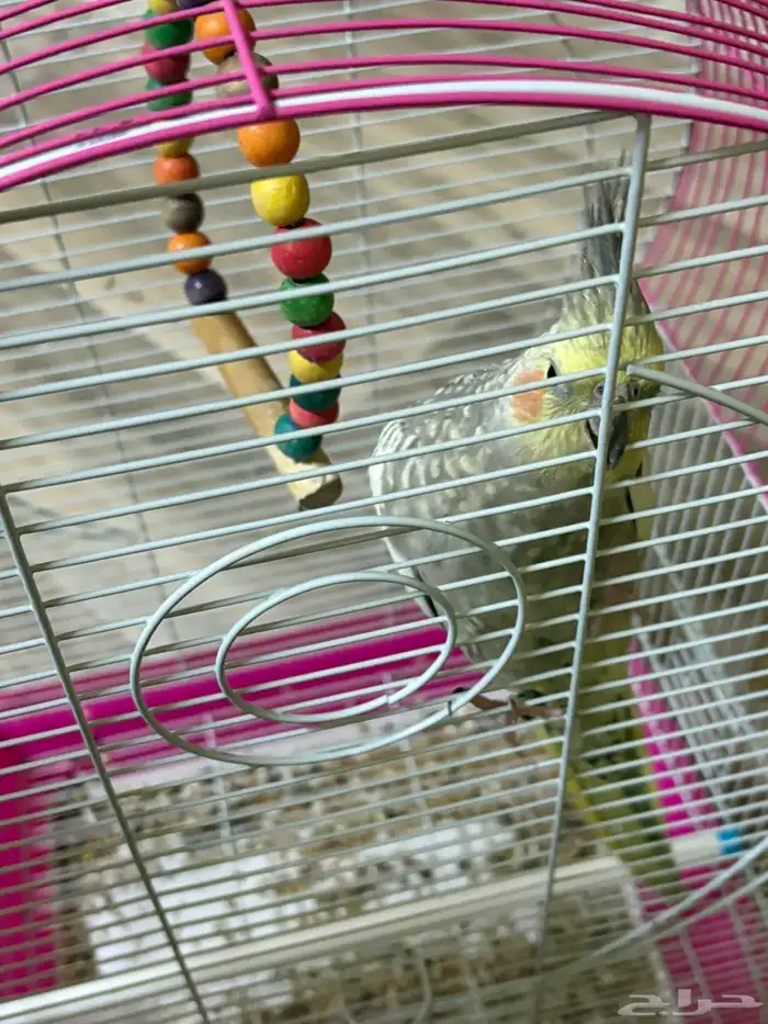 طير كيروان 1