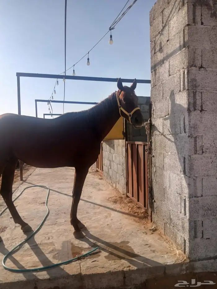 حصان انجليزي بدون اوراق 2