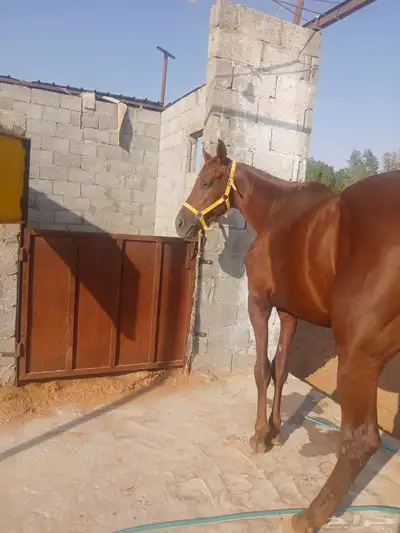 حصان انجليزي بدون اوراق index