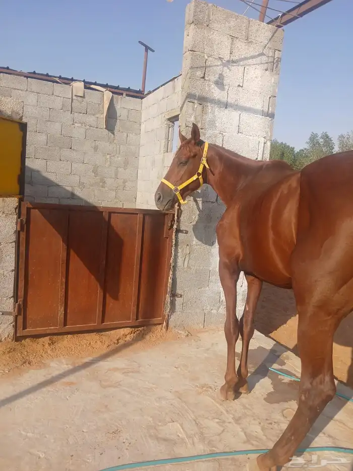 حصان انجليزي بدون اوراق 0