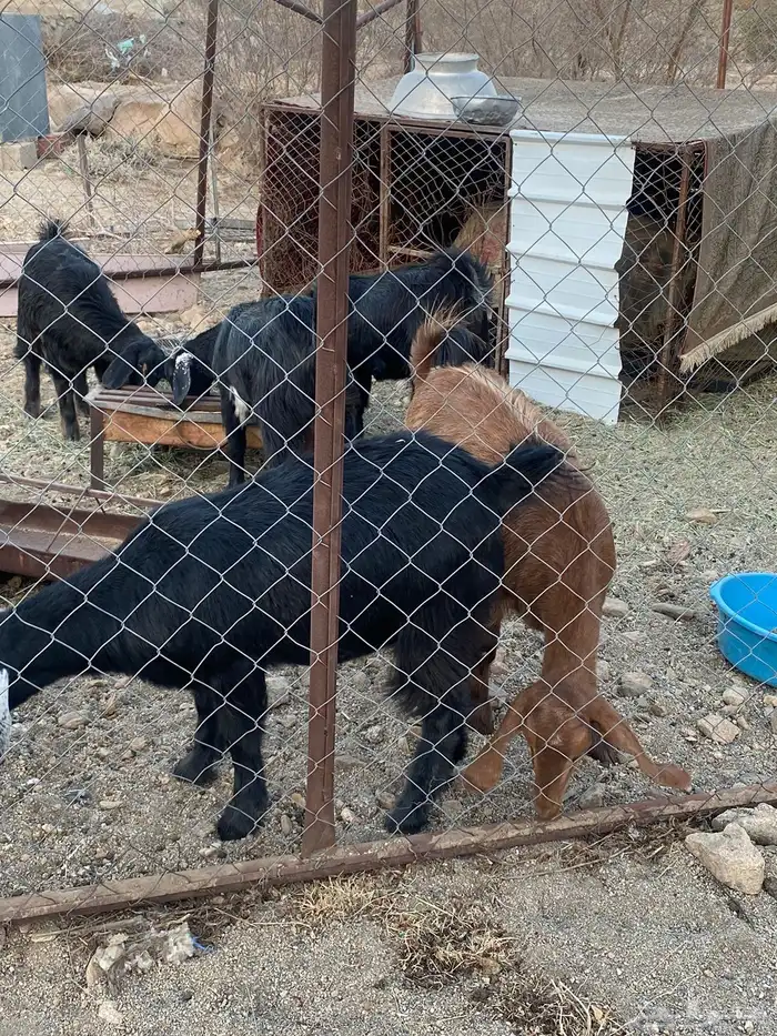 عرس 8 عنقان للبيع 2