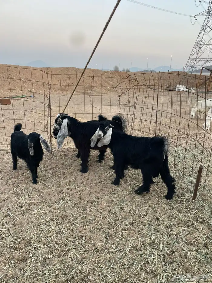 ذبايح حري زواج ذبائح مناسبات يوجد حجز وتوصيل اقل الاسعار 5