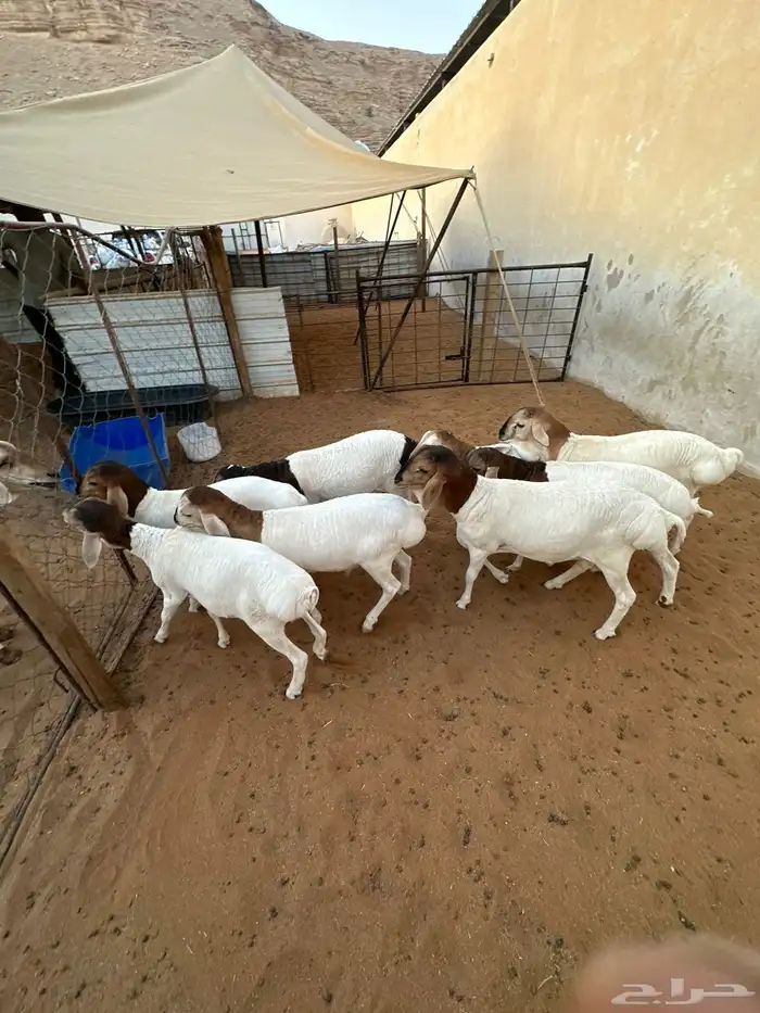 برابر للبيع هرافى 2